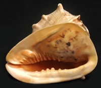 HELMET CONCH SHELL BLOWING HORN - SMALL 6"-7"