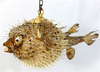 SPINY BLOWFISH LIGHT / LARGE - 15"-18"