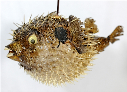 puffer fish lamp