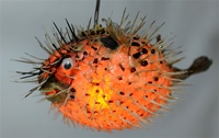 SPINY BLOWFISH LIGHT / SMALL - 10"-12"