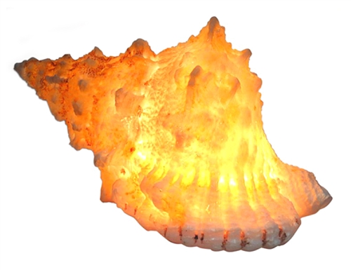 conch shell lamp